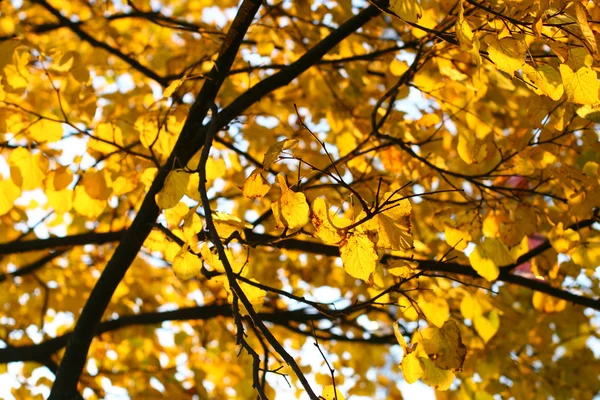 Folhas de outono fechar — Fotografia de Stock