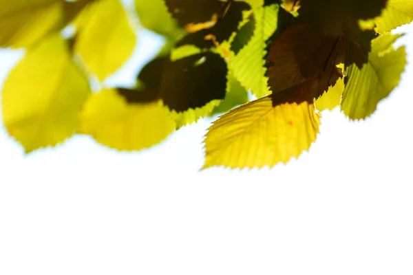 가을 나뭇잎을 닫고 — 스톡 사진