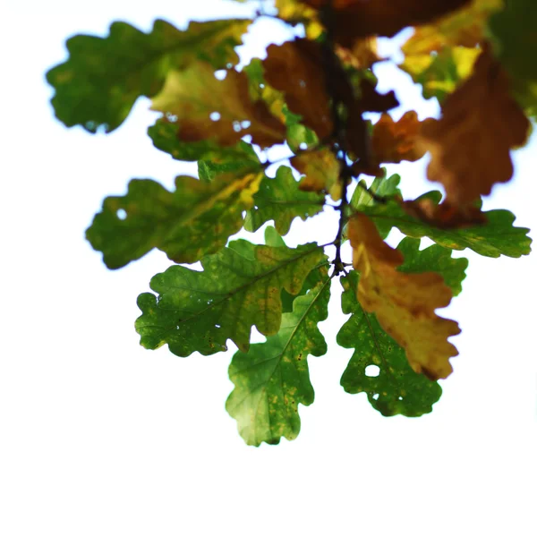 Höst löv närbild — Stockfoto
