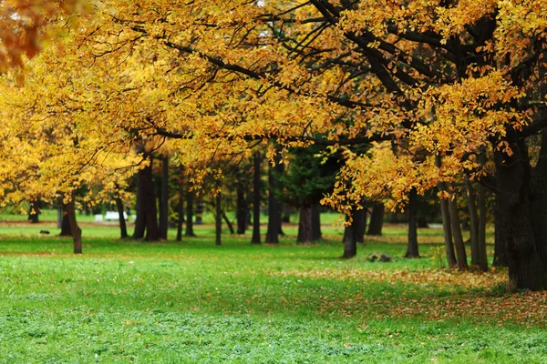 Árboles de otoño — Foto de Stock