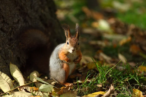 Eichhörnchen im Herbstwald — Stockfoto