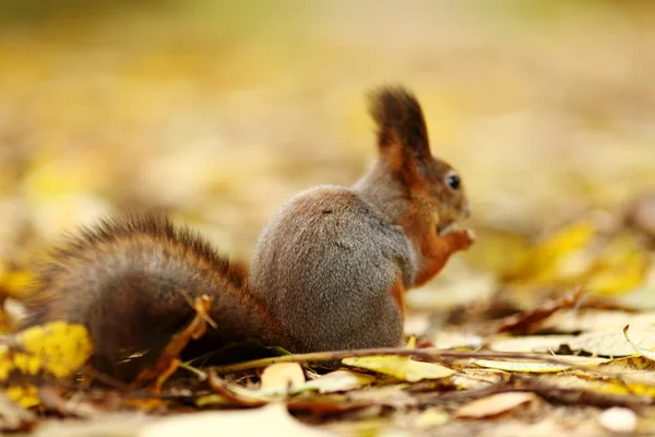 Eichhörnchen im Herbstwald — Stockfoto