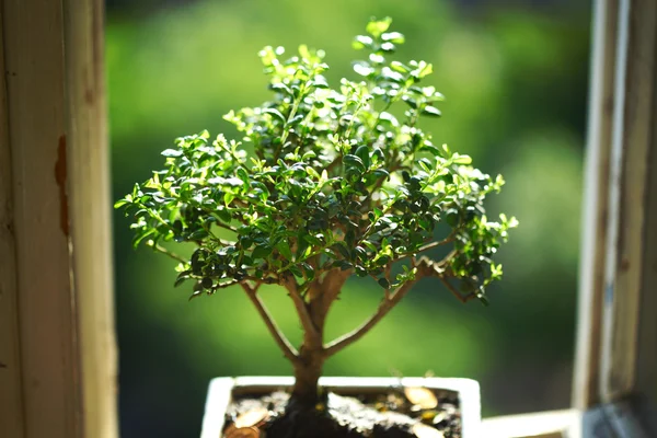 stock image Bonsai