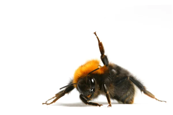 Dança zangão abelha — Fotografia de Stock
