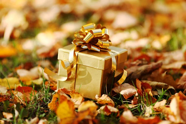 Podzimní dárek — Stock fotografie