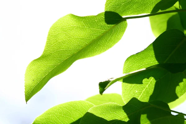 Yaprak yeşil — Stok fotoğraf