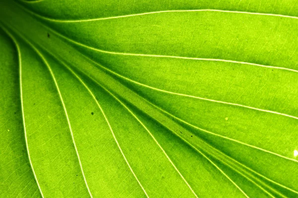 Groene blad ader — Stockfoto