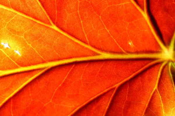 Red leaf — Stock Photo, Image