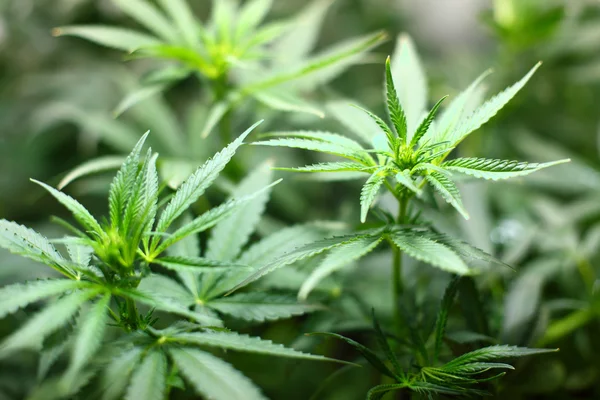 Cannabis-Hintergrund — Stockfoto