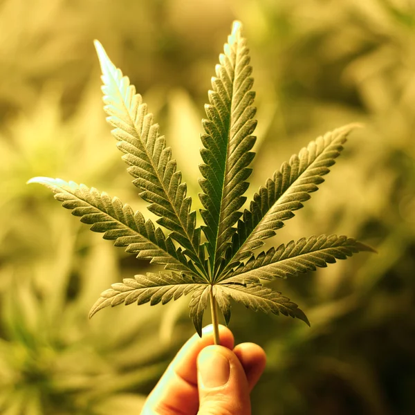 Fondo de cannabis — Foto de Stock