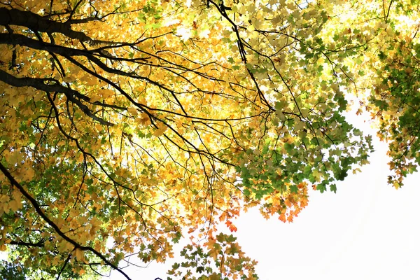 Autunno foglie da vicino — Foto Stock