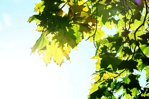 Höst löv närbild — Stockfoto