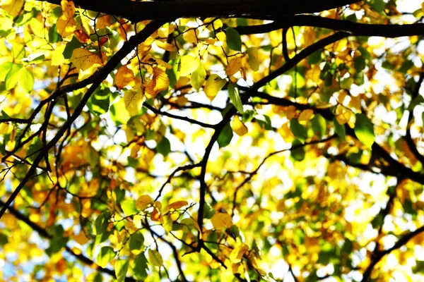 Hojas de otoño de cerca — Foto de Stock