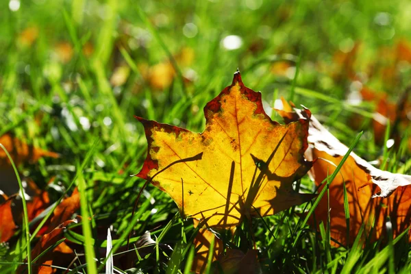 Осенние листья близко — стоковое фото