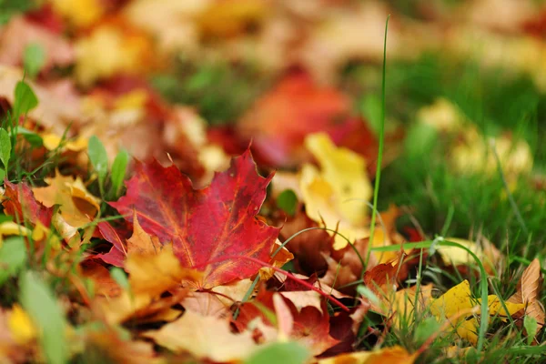 Herbstlaub hautnah — Stockfoto