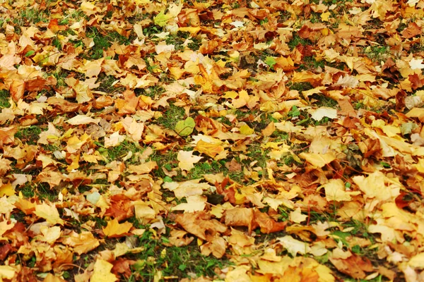 秋の紅葉が終わり — ストック写真