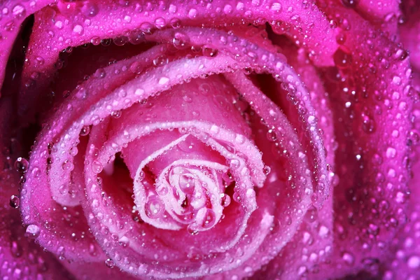 Růžová růže makro — Stock fotografie