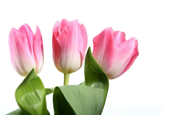Bunch of pink tulips — Stock Photo, Image