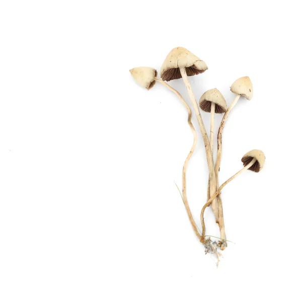 红菇 semilanceata — 图库照片