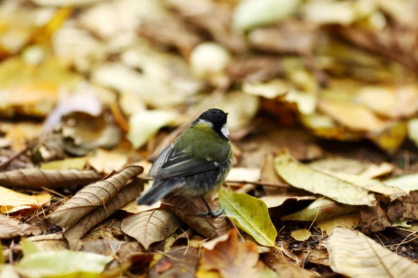 Pasăre Chickadee — Fotografie, imagine de stoc