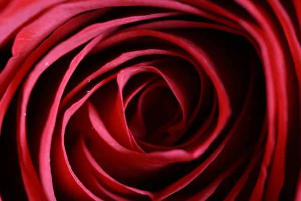 Macro rose — Stockfoto