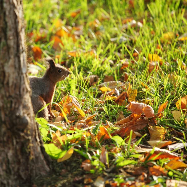 Eekhoorn in het herfstbos — Stockfoto