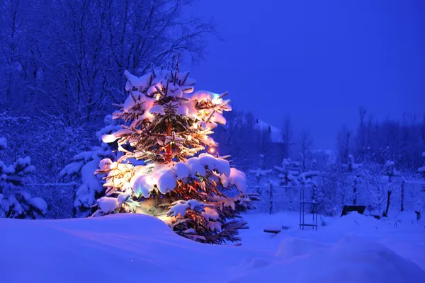 Kış çam ağacı — Stok fotoğraf