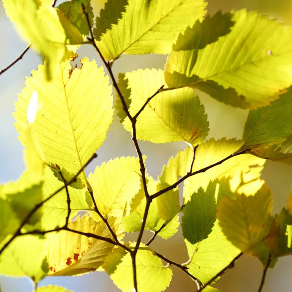 가을 나뭇잎을 닫고 로열티 프리 스톡 이미지