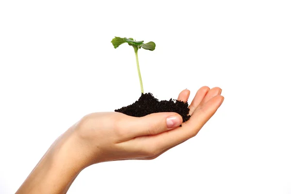 Plant in the women hands — Stock Photo, Image