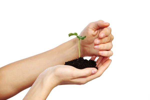 Plantera i kvinnor händerna — Stockfoto