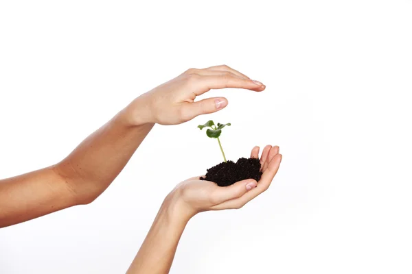 Plant in the women hands — Stock Photo, Image