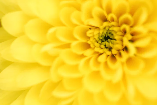 Crisântemo amarelo — Fotografia de Stock