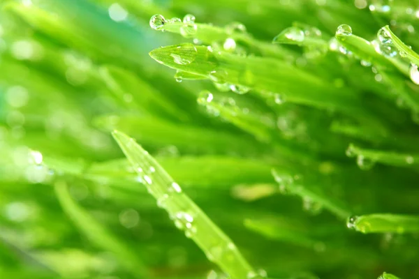 Natura trawa tło — Zdjęcie stockowe