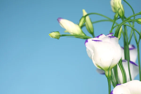 stock image Lisianthus eustoma blue shadow