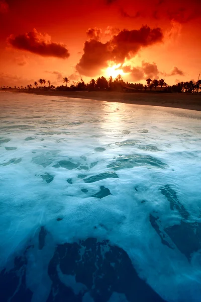 Sunrice oceanica — Foto Stock