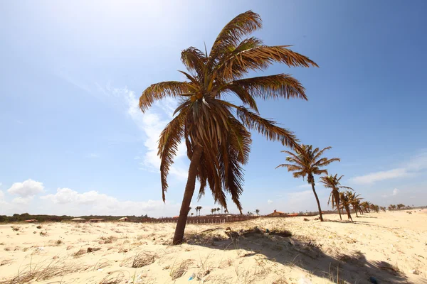 Desert palm — Stockfoto