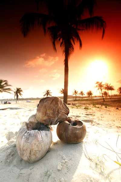 Sunrise palm — Stok fotoğraf