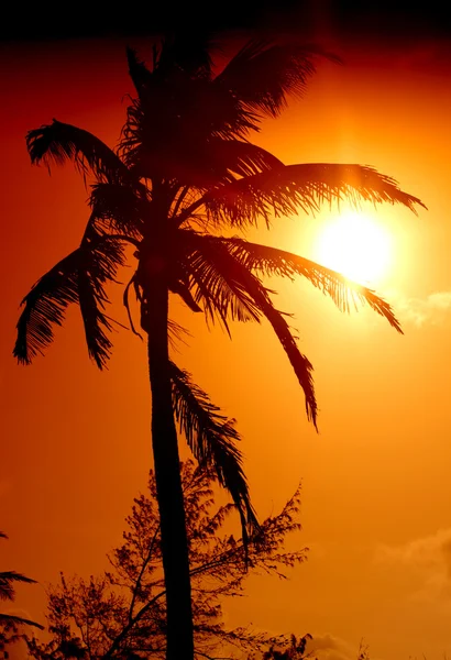 Sunrise palm — Stock Photo, Image