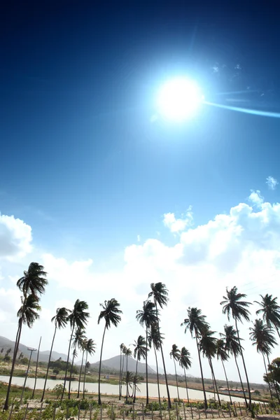 ปาล์มทะเลทราย — ภาพถ่ายสต็อก