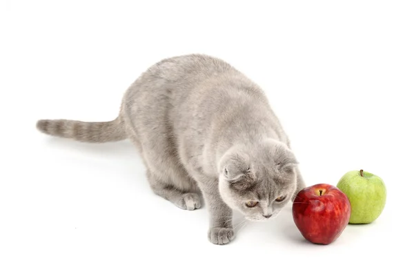 Кошачьи яблоки — стоковое фото