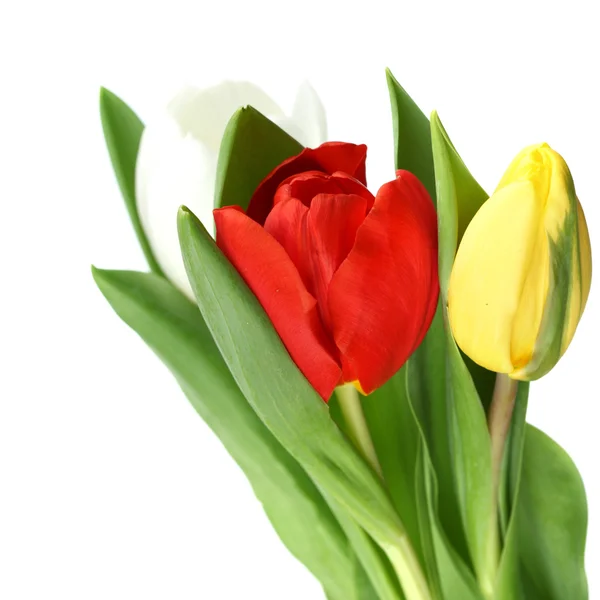 Színes tulipán — Stock Fotó