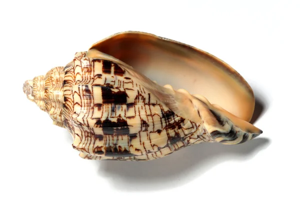 Seashell isoleret - Stock-foto