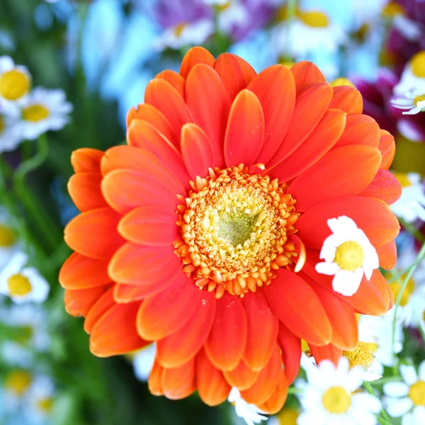Farverige sommer blomster - Stock-foto