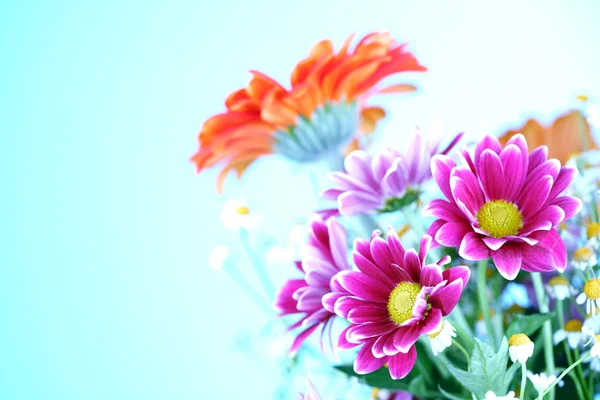 Flores coloridas de verão — Fotografia de Stock