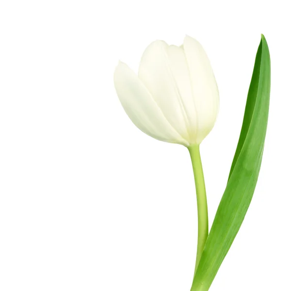 Biały tulipan — Zdjęcie stockowe