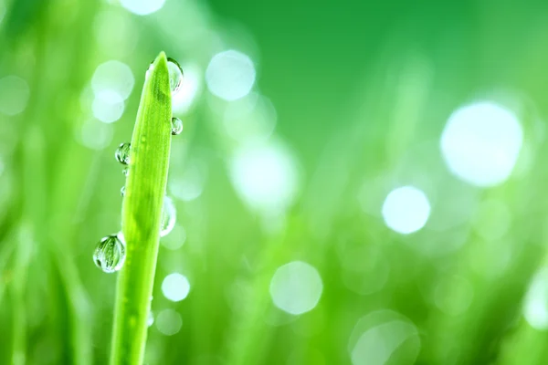 Grass nature background — Stock Photo, Image