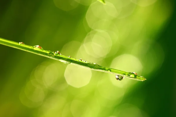 Травяной фон — стоковое фото