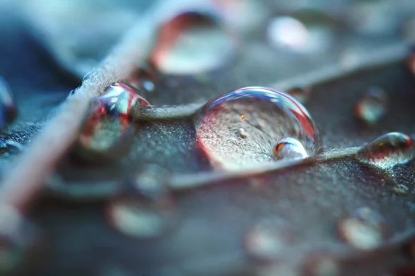 매크로 물방울 — 스톡 사진