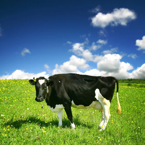 Cow landscape — Stock Photo, Image