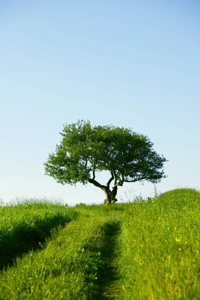 Samotne Drzewo — Zdjęcie stockowe